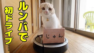 初めてルンバと出会った子猫とハスキー犬達の反応がこちらです…笑 [upl. by Pauly]