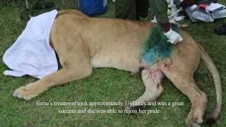 SKYVETS SAVES LIONESS  4TH APRIL 2014  Sheldrick Trust [upl. by Wivinia]