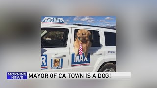 Mayor Max the golden retriever [upl. by Catherine346]