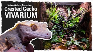 Naturalistic  Bioactive Crested Gecko Vivarium Housing Henry 20 [upl. by Joelly643]