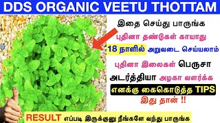 pudina chedi valarpathu eppadi இதுவரை யாரும் சொல்லாத புதிய TIPSmint plantComplete guideamp Updates [upl. by Sioux106]