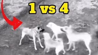 Kangal Takes On 4 Dogs Solo And Wins [upl. by Weismann271]