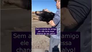 Esse Cachorro Não Aguentaria Muito Tempo Se Não Fosse Pela Atitude De Seu Amigo [upl. by Bobbee289]