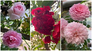 Garden Update Video on Roses English rose from David Austin Meilland Kordes Delbard and more [upl. by Ayanaj]