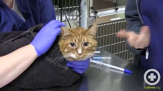 How to Administer Oral Medication to Cats [upl. by Elleved]