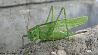 Great green bushcricketTettigonia viridissimaHow to with Angie [upl. by Oakes320]