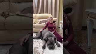 pitbull fighttough dogspitbull vs kangaldog canecorso americanbully pitbullife pitbulldog [upl. by Aphrodite]