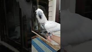 Ava the Cockatoo Dodging the Wind with Me  Getting Easily Overstimulated overstimulated plucked [upl. by Ythomit567]