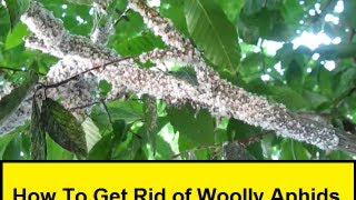 How To Get Rid of Woolly Aphids [upl. by Konopka934]