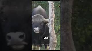 Meet the bull that kills Tigers animalfacts animals animallover animalworld tiger [upl. by Ursulette925]