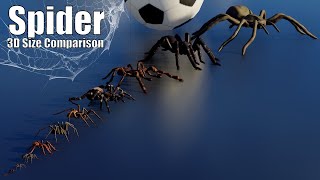 Shoking 3D Spider Size Comparison 🕷️🌍 [upl. by Maher]