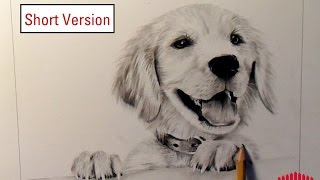 Pencil Drawing Dog 1 How to draw fur  Short Version [upl. by Riffle]