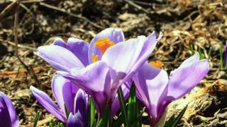 Blooming Crocus Flower Bulb Time Lapse [upl. by Schaffel]