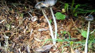 Coprinopsis lagopus [upl. by Walden21]