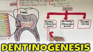 Dentinogenesis  Dentin Composition Structure Types and Formation [upl. by Sheila]