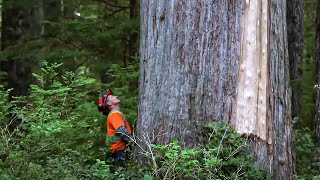 Canadian Lumberjack Hard Life [upl. by Enirehtakyram]