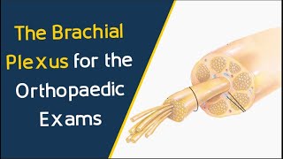 The Brachial Plexus for the Orthopaedic FRCS Exams [upl. by Hengel966]