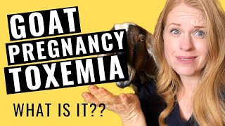 GOAT PREGNANCY TOXEMIA [upl. by Eenahpets]