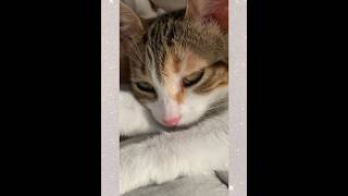 CatsOfYouTubeFunnyCatsPetLoversCatsLifeAnimalLoversPetVlogshortvideoMeowmotivationfacts [upl. by Anerres]