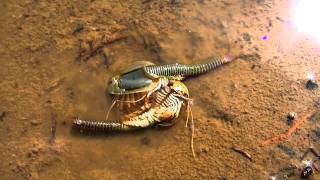 Aliens on Earth  Triops Expedition [upl. by Simson]