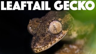 Leaf tailed gecko Care Uroplatus guentheri [upl. by Jehiel]