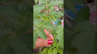 Sardiyon ki sabjiyaसर्दियों की सब्जियां shorts vegetables plants gardening [upl. by Ytsud]