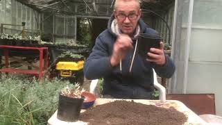 Sowing agapanthus seeds in autumn [upl. by Scarface]