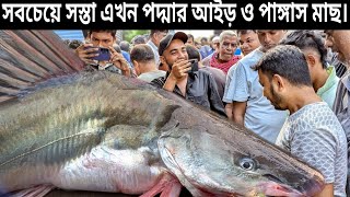 শীত আসতেই কাস্টমার কমে গেছে ঘাটে সস্তা পদ্মার পাঙ্গাস ও আইড় মাছ। wholesale fish market [upl. by Erbes]