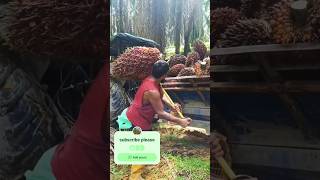 How to pick up palm oil fruit in carhttpsyoutubecomcultivation1sikH2Y72yAzqCZPgWG [upl. by Anid343]