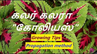 Coleus plant care and propagation in Tamil।। அழகான கோலியாஸ் பிளான்ட் பதியனிடும் முறை [upl. by Ermin]