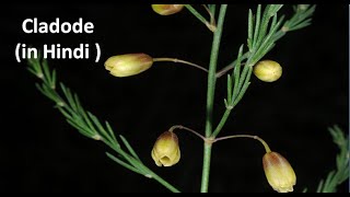 Cladode in Hindi  Cladode of Asparagus [upl. by Arquit]