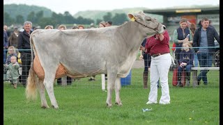 Kedar BrownSwiss at 2023 Dumfries amp Lockerbie Show 1st Kedar Calvin Sanchia Maria EX97 [upl. by Hatnamas]