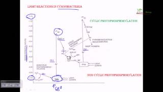 Light reaction of cyanobacteria [upl. by Mable]