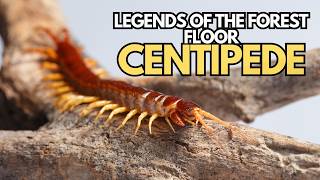 The Centipede Legends of the Forest Floor [upl. by Ahsea]