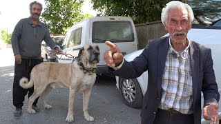 POLÄ°STEN KAÃ‡ARKEN TAHÄ°R EMMÄ°YE BEN YARDIM ETTÄ°M DEDÄ°  GASSAL Ã–LÃœLERE PAMUÄžU TIKAR KÃ–PEK BIRAKMAZ [upl. by Dowd587]