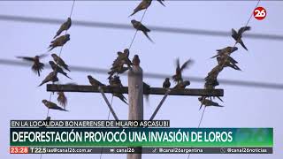 ARGENTINA  La deforestación provocƥ una invasión de loros cerca la Costa Atlántica  26Planeta [upl. by Damales]