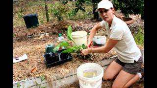 How to Grow Comfrey Plants for Free [upl. by Fuhrman]