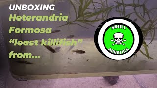 Heterandria Formosa “least killifish” from Curtis at SkullAquatics [upl. by Minnaminnie]