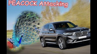 Funny PETS Peacock Attacking People  Funniest Animals Videos 2021 Cute Pets [upl. by Eneleoj]