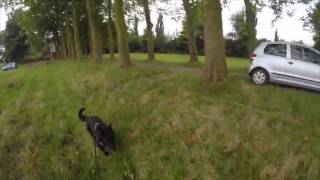 Police k9 mantrailing training [upl. by Eeslehc88]