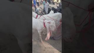 Korangi mandi 🦙 bakr bakraeidlover korangibakramandi korangibirdsmarket korangikarachi cow [upl. by Ledda]