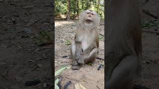 Wild mom monkey in Amber troop wildmonkey monkey shortsvideo wildlife [upl. by Adnoval943]