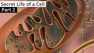 The Secret Life of a Cell Part 2  Organelles contd [upl. by Arriaet]