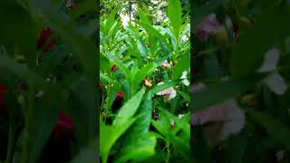 Garden Tour  Flower Gardening shortvideo short [upl. by Suhail]