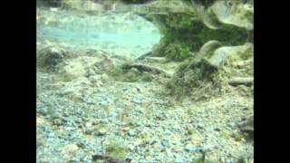 Cryptocoryne ciliata and The fish of Thailand 【DIscoveryPlanet】 [upl. by Parrish]