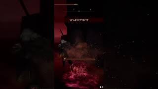 Contracting Scarlet Rot eldenring shadowoftheerdtree souls darksouls soulsbourne [upl. by Nnahgem]