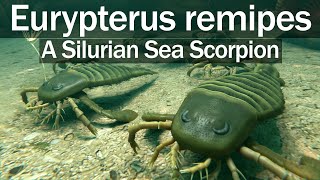 Eurypterus remipes  A Silurian Sea Scorpion [upl. by Eelitan]