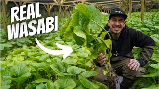 Watch this before Buying Wasabi [upl. by Zaccaria]