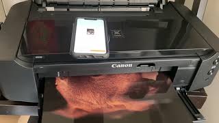 Canon Ip8720 13 x 19 Print Demo [upl. by Even9]