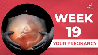 19 Week Pregnancy Baby Growth  19 Week Pregnancy Baby Movement  Mylo Family [upl. by Allerym]